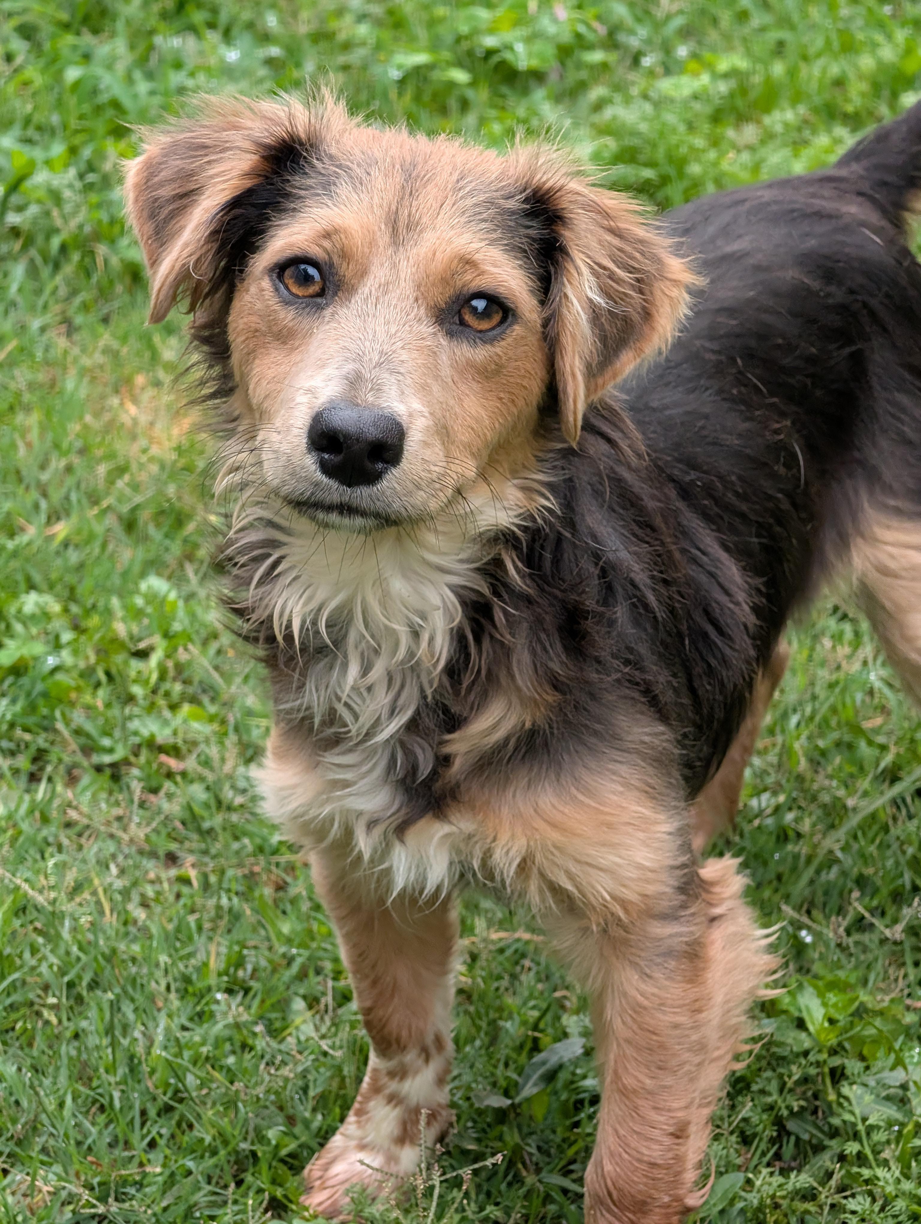 Enlarge Santos, an adopted mixed breed in Baton Rouge, LA image 2/3