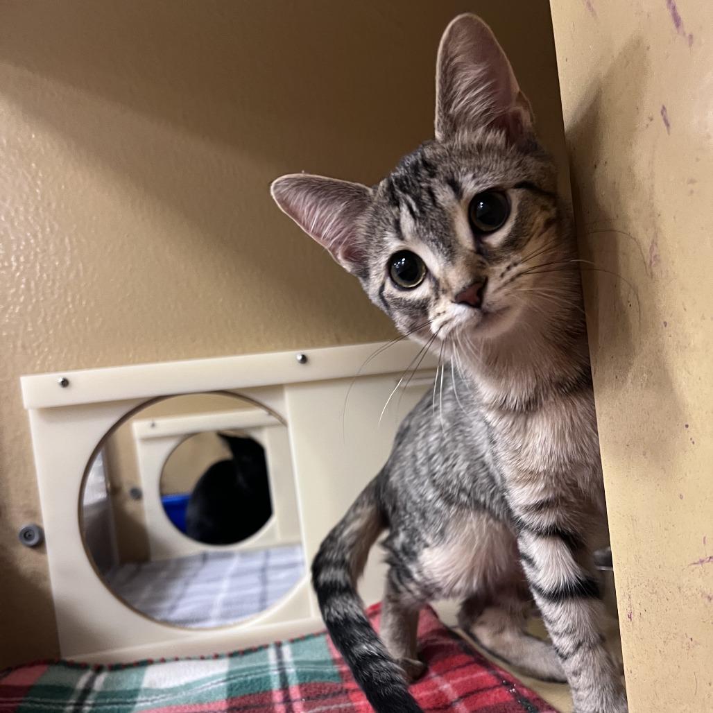 Port (bonded with Anchor), Adoptable, Kitten Female Domestic Short Hair.