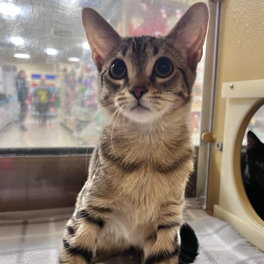 Port (bonded with Anchor), Adoptable, Kitten Female Domestic Short Hair.