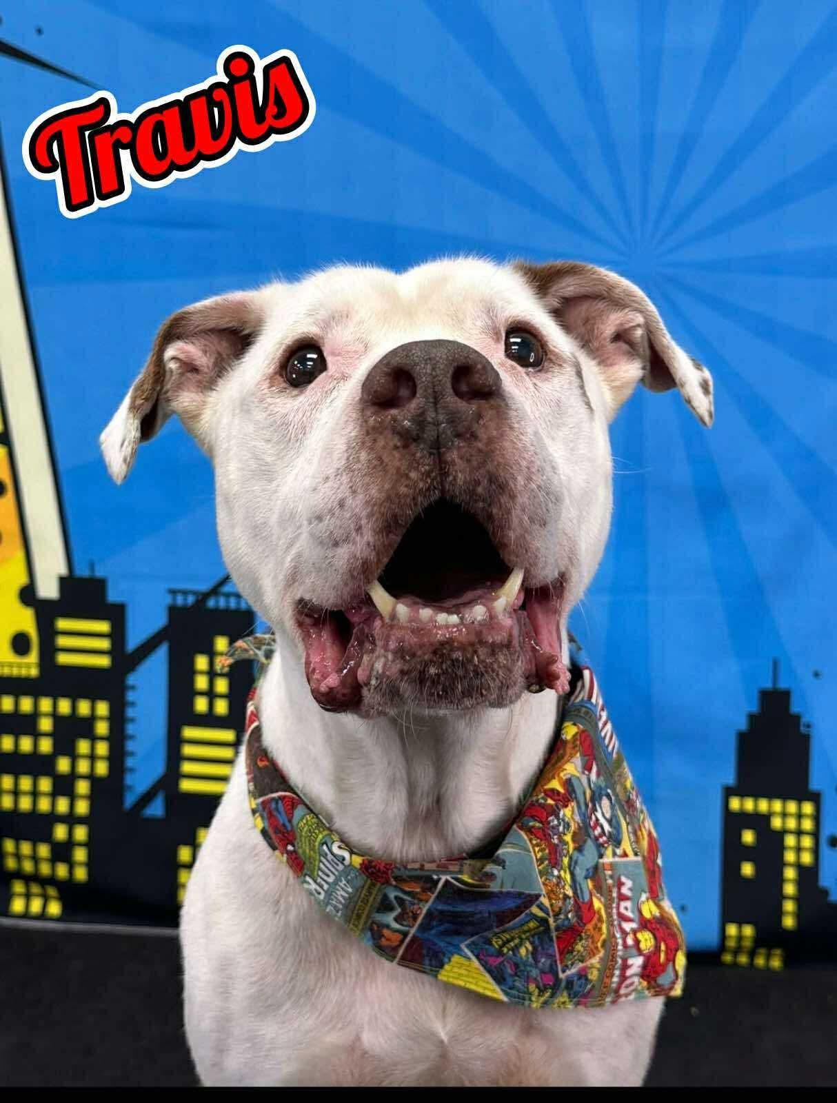 Enlarge Travis, an adoptable Mixed Breed in Flint, MI image 1/1