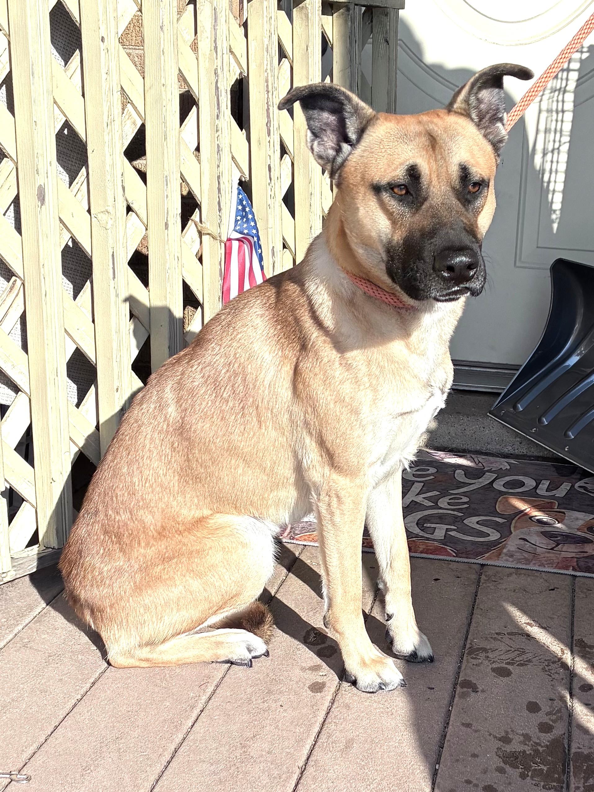 Yoggi, a ADOPTABLE mixed breed in West Chicago, IL image 2/3