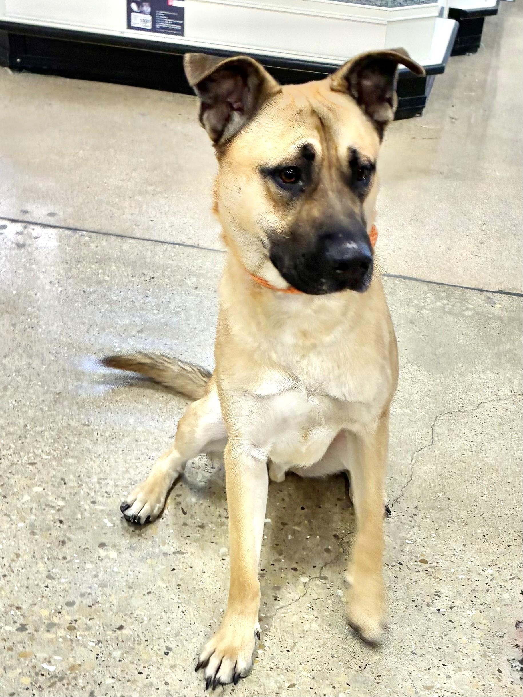 Yoggi, a ADOPTABLE mixed breed in West Chicago, IL image 3/3