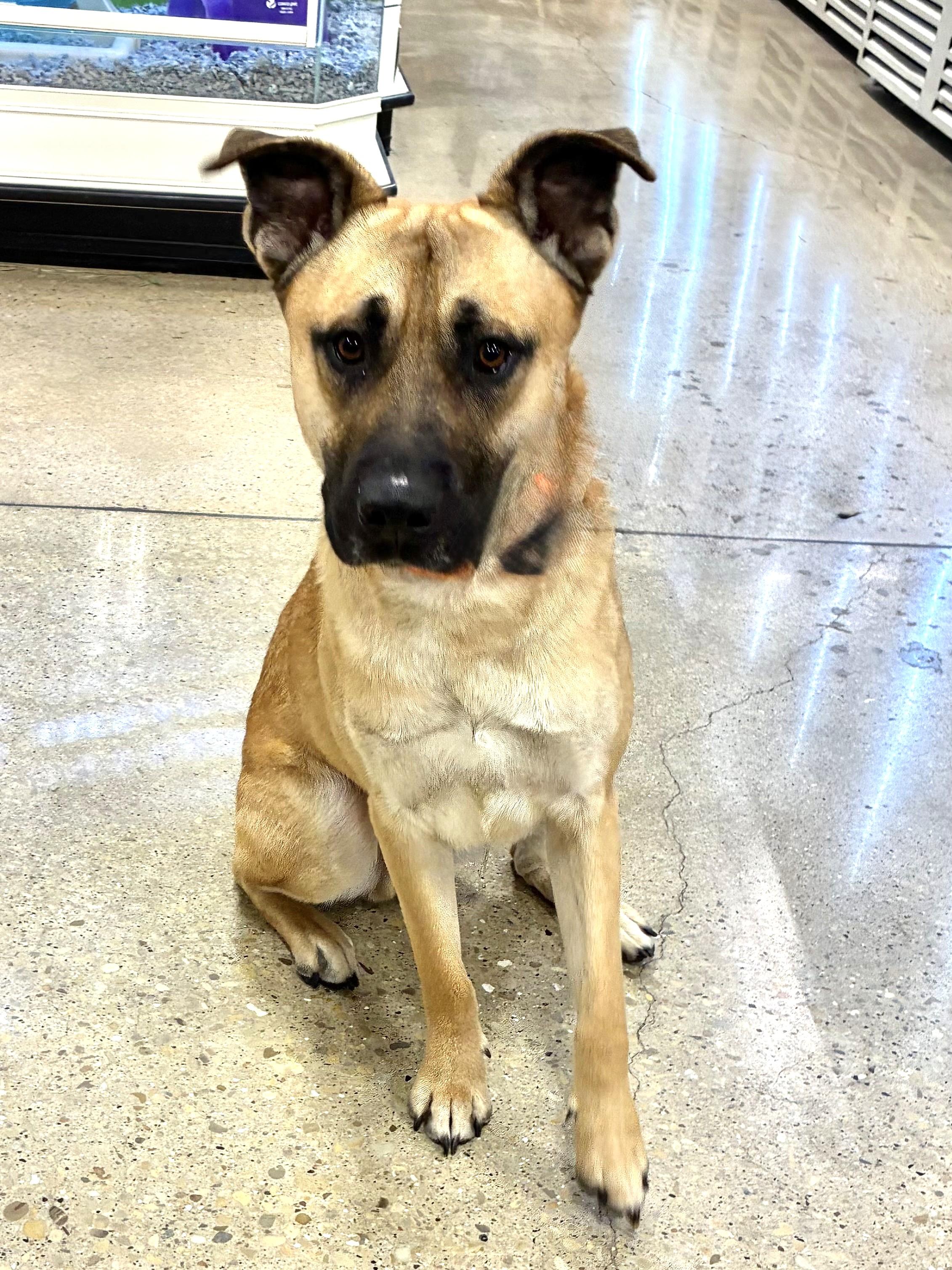 Yoggi, ADOPTABLE, Young Male Shepherd.