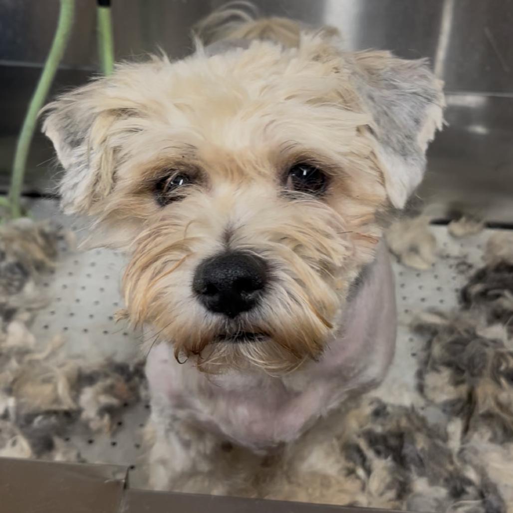 Enlarge Mr. Mopagus, a Adoptable mixed breed in Rockville, MD image 1/3