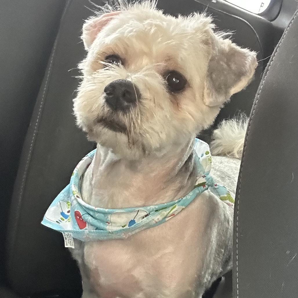 Enlarge Mr. Mopagus, a Adoptable mixed breed in Rockville, MD image 2/3