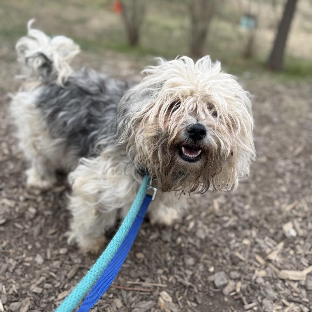 Enlarge Mr. Mopagus, a Adoptable mixed breed in Rockville, MD image 3/3