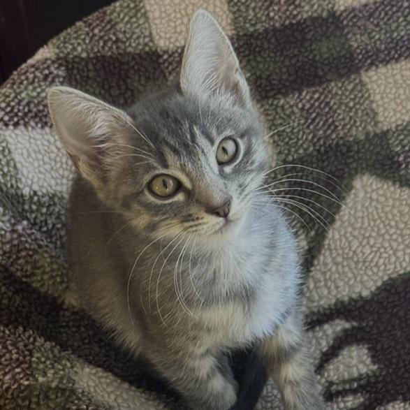 Enlarge JigglyPuff Miller, a Adoptable mixed breed in Denver, CO image 4/4