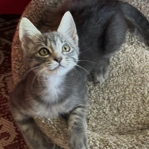 Enlarge JigglyPuff Miller, a Adoptable mixed breed in Denver, CO image 2/4