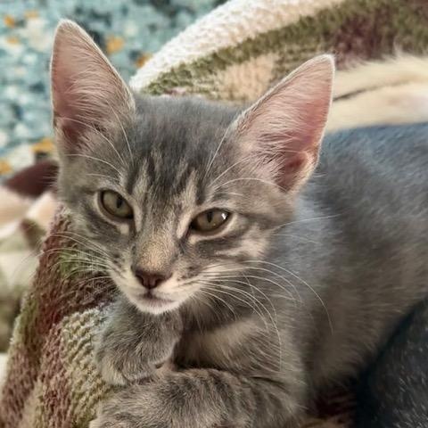 JigglyPuff Miller, Adoptable, Kitten Female Domestic Short Hair & Tabby.