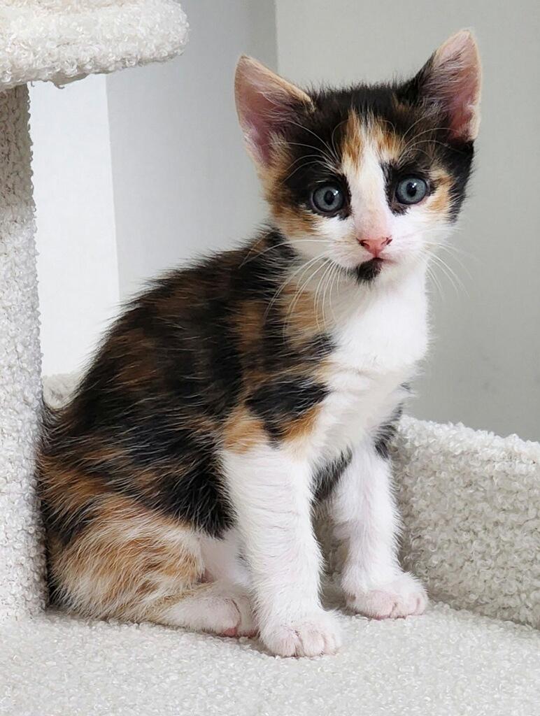 Charlotte ( Available for pre-adoption), Adopted, Kitten Female Domestic Short Hair.