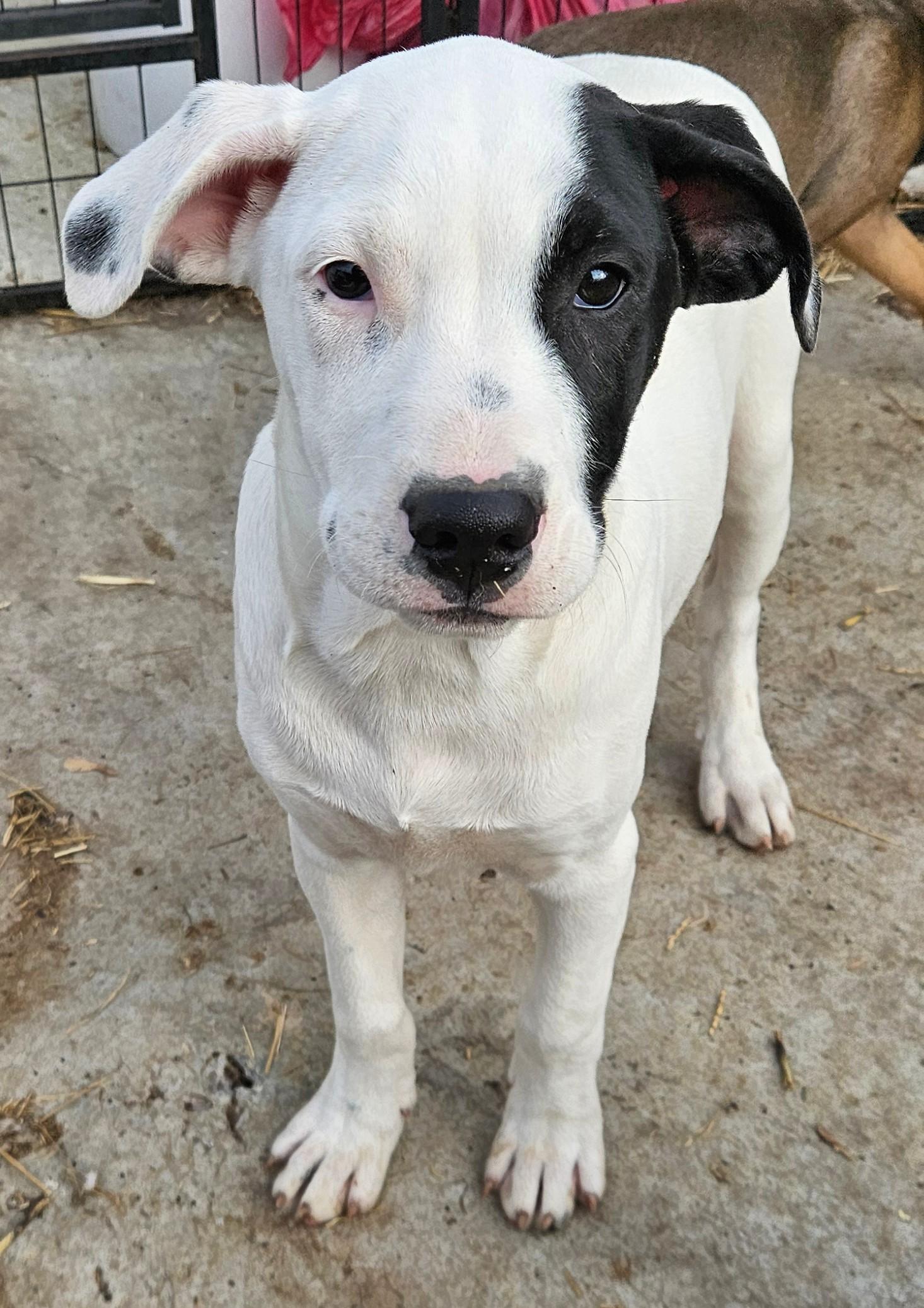 Gus Gingerbread thumbnail 3