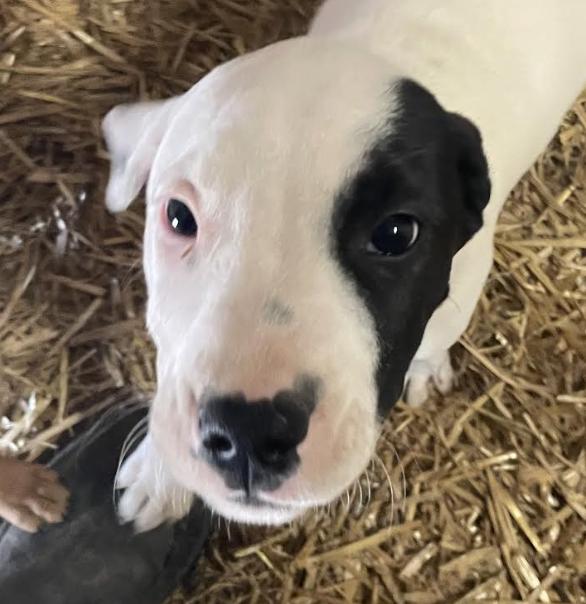 Gus Gingerbread thumbnail 4