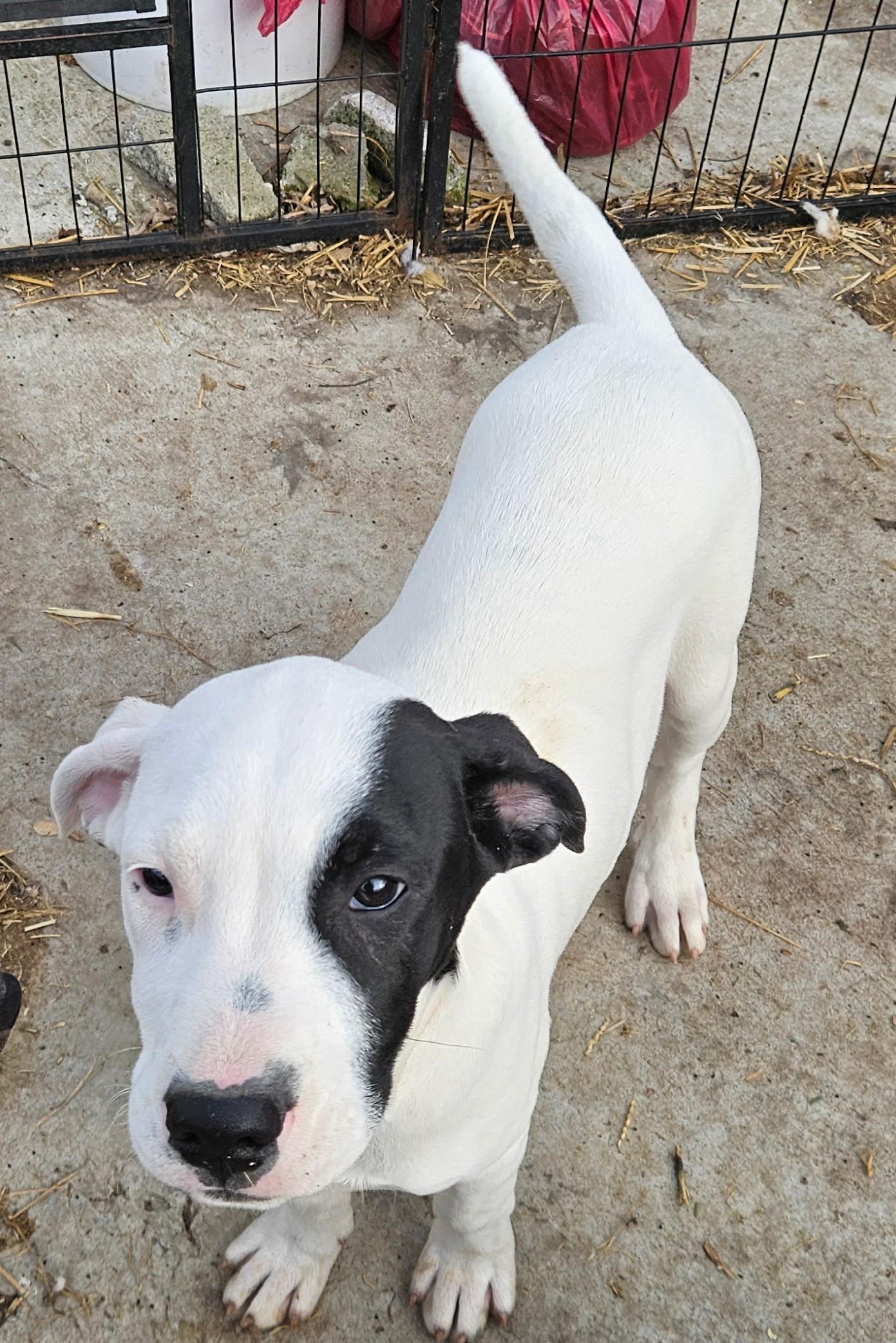 Gus Gingerbread thumbnail 6