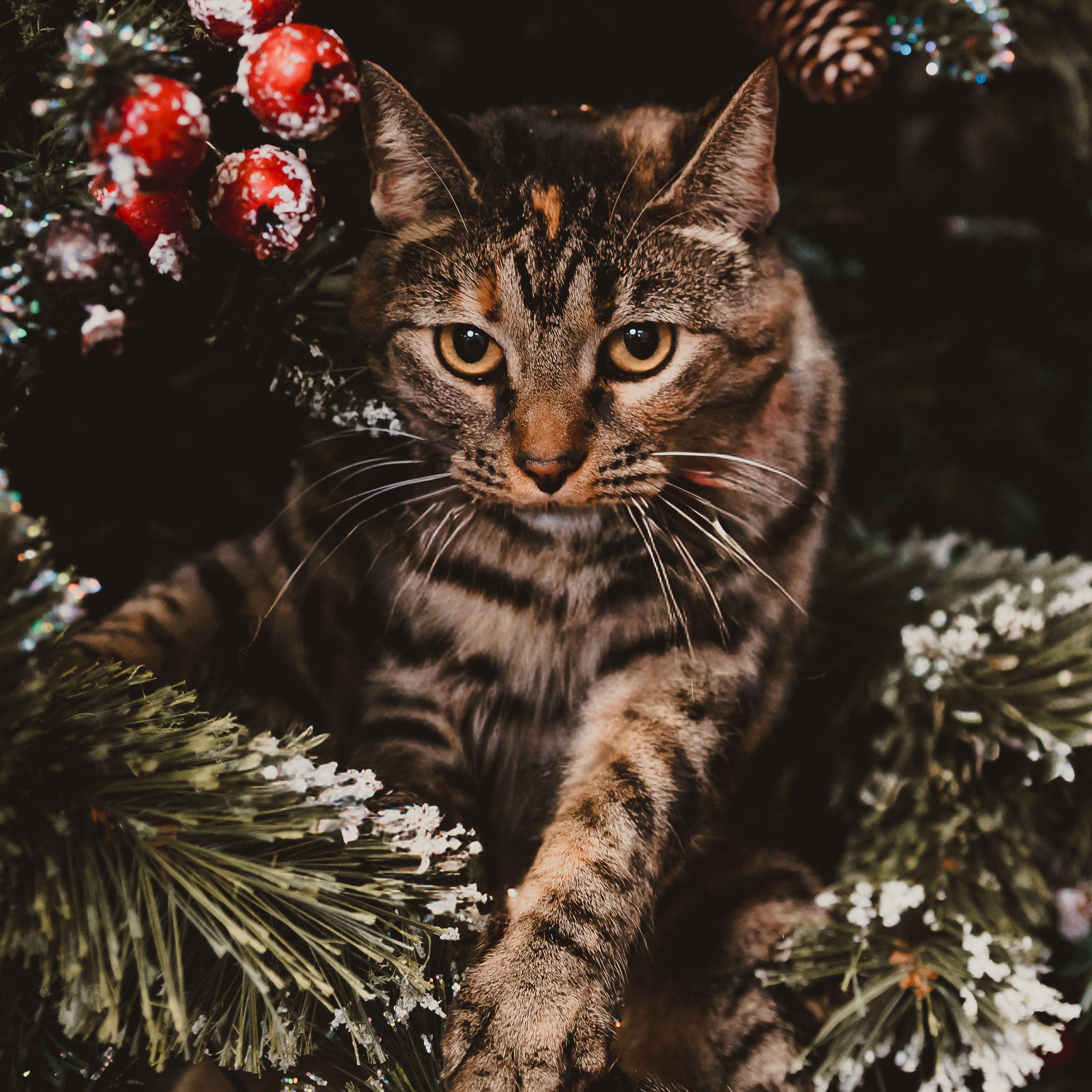 Enlarge Luna, an adopted Torbie in Eau Claire, WI image 4/6