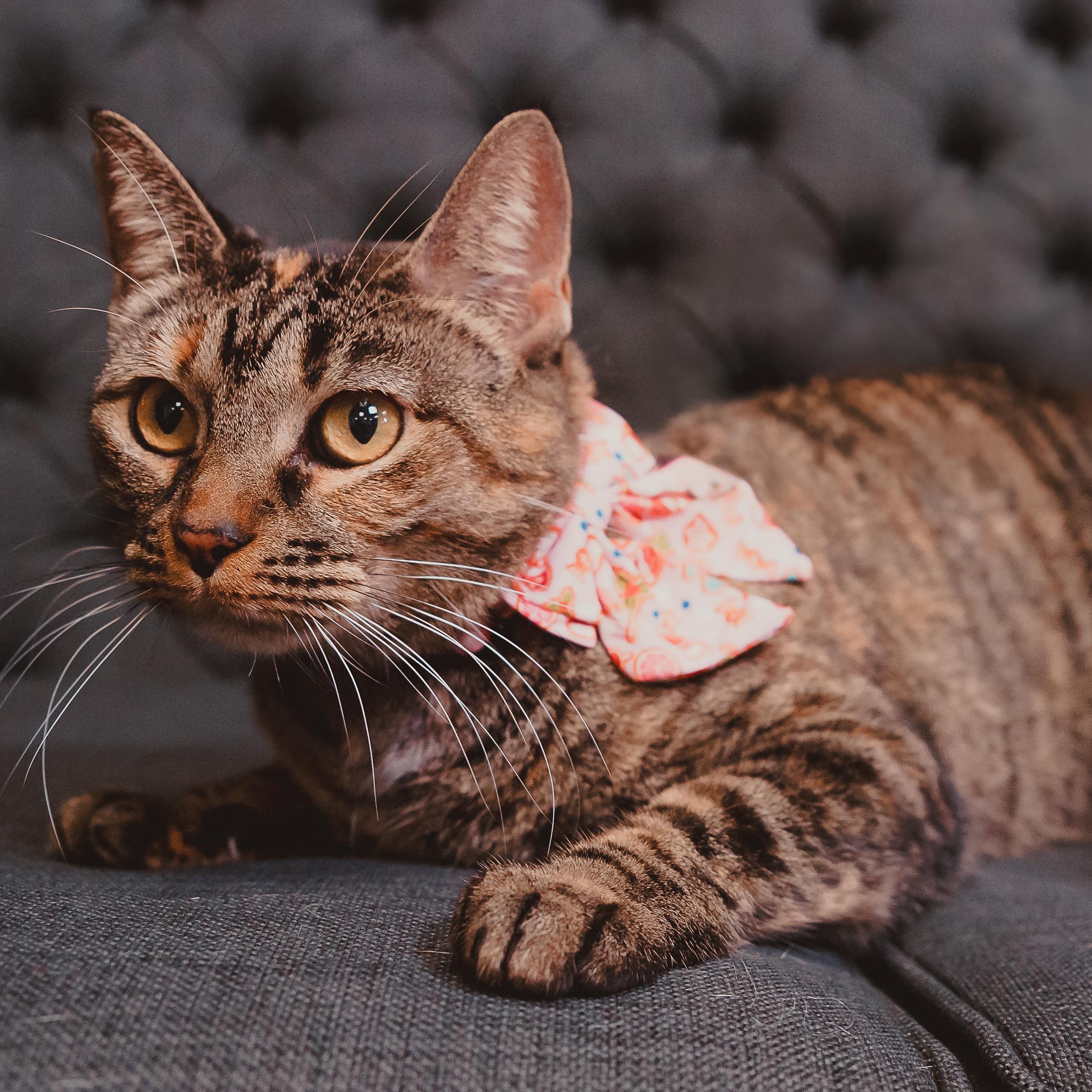 Enlarge Luna, an adopted Torbie in Eau Claire, WI image 3/6