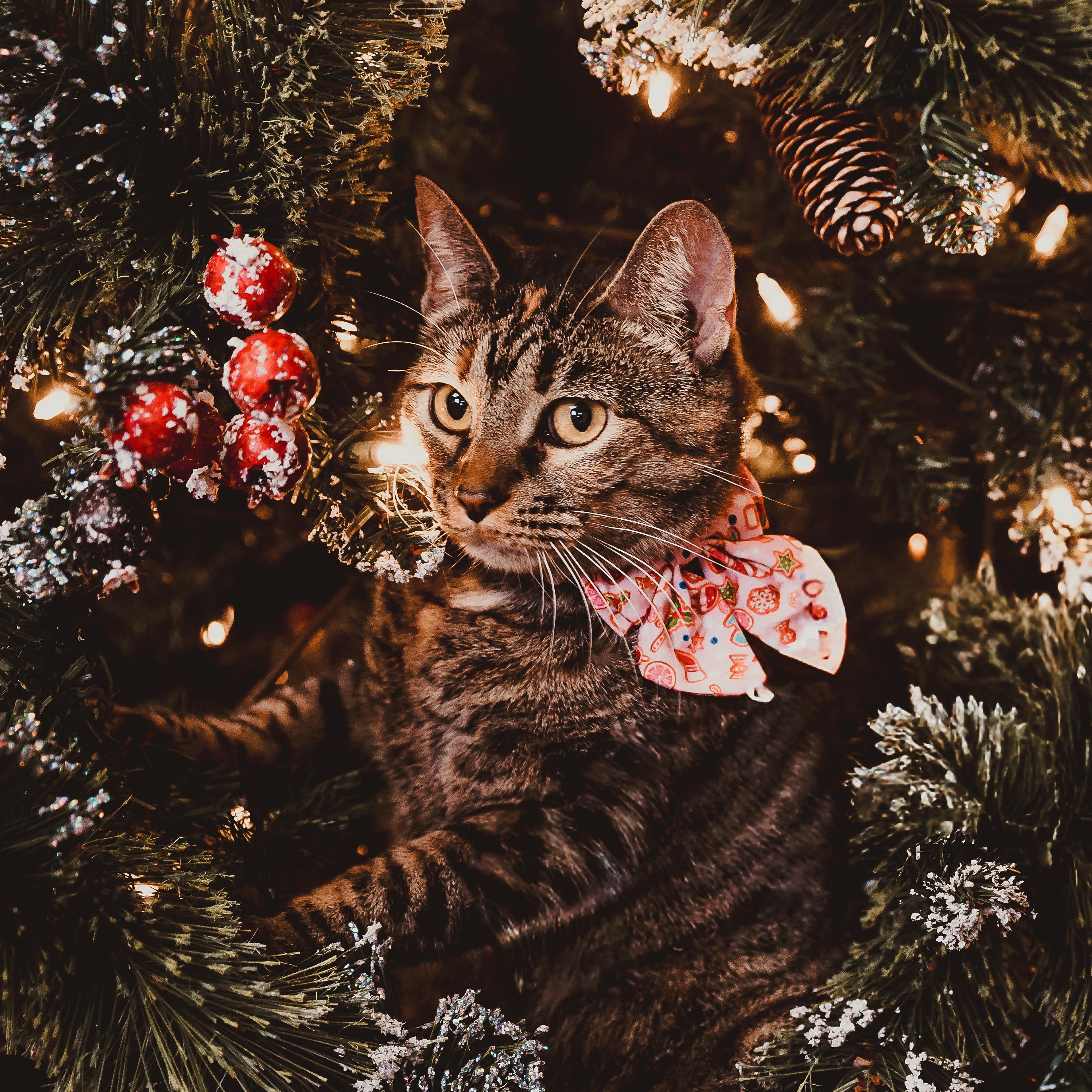 Enlarge Luna, an adopted Torbie in Eau Claire, WI image 5/6