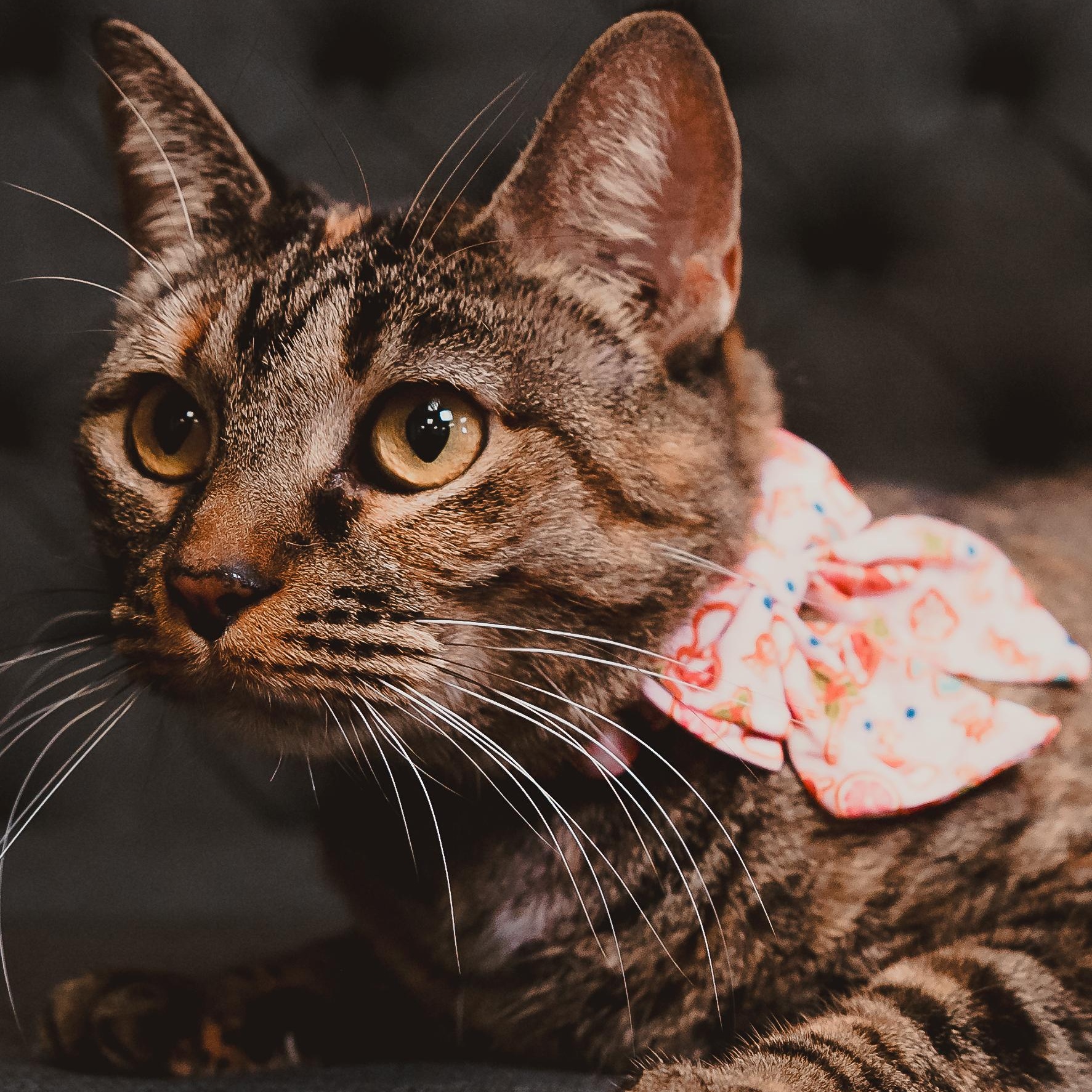 Enlarge Luna, an adopted Torbie in Eau Claire, WI image 1/6