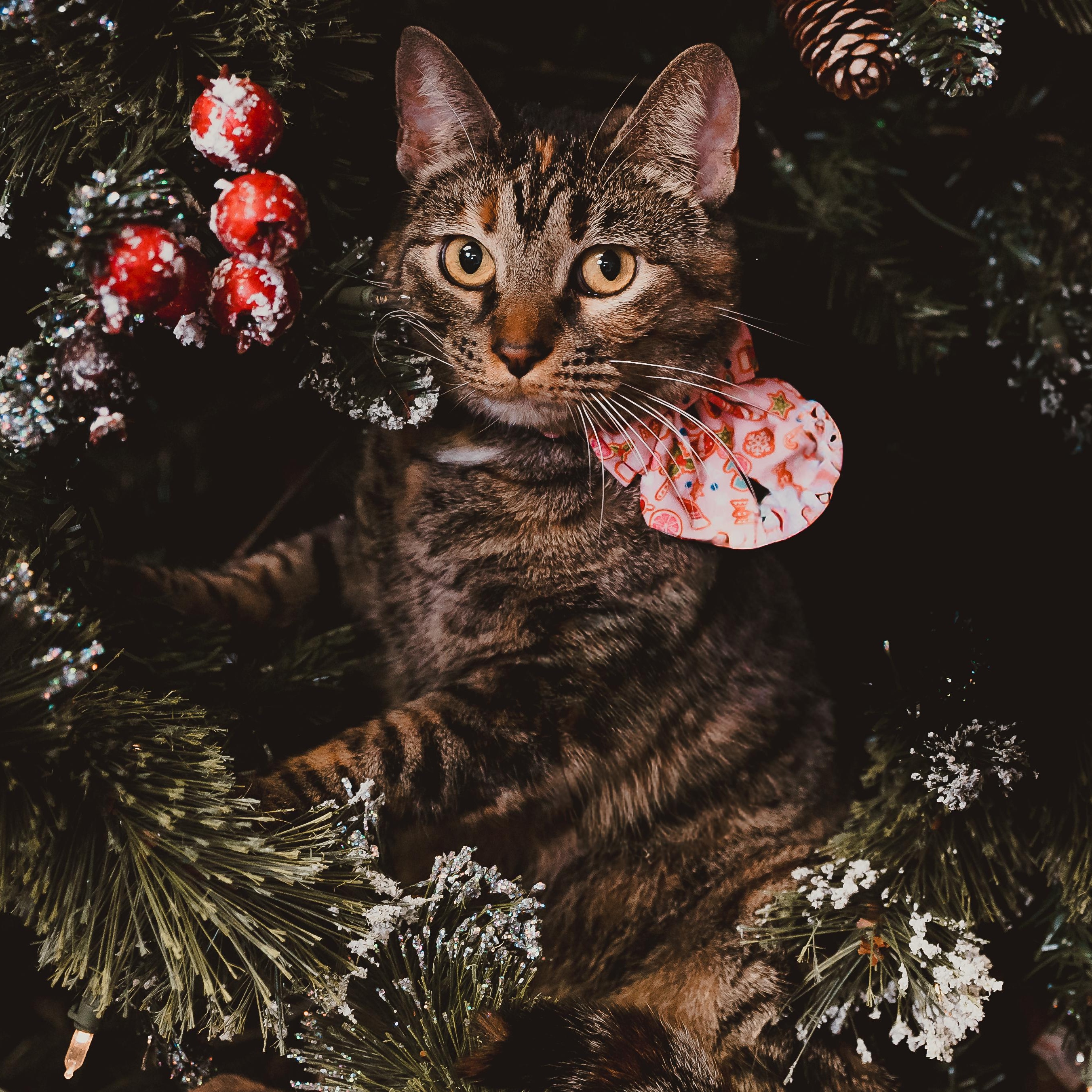 Enlarge Luna, an adopted Torbie in Eau Claire, WI image 2/6