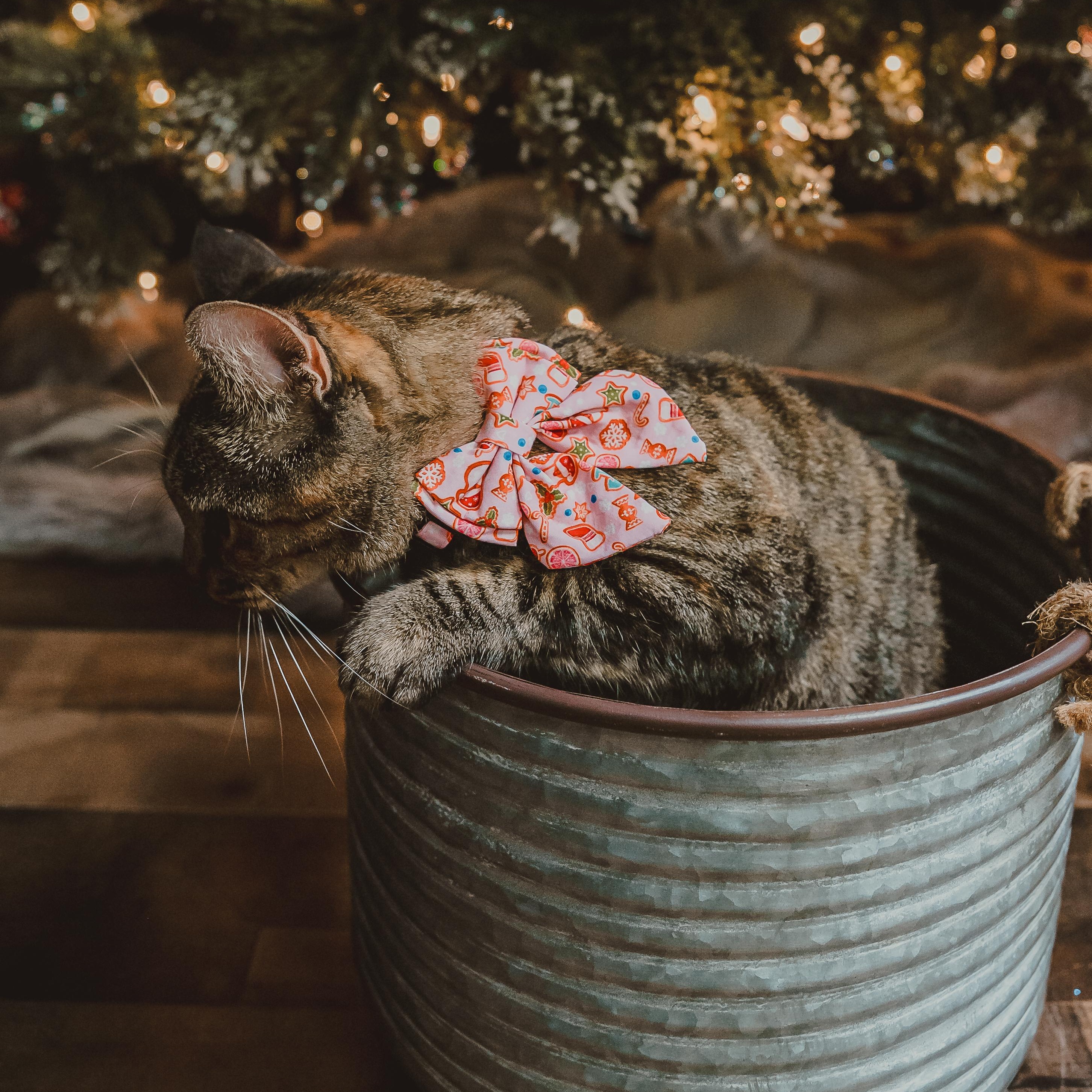 Enlarge Luna, an adopted Torbie in Eau Claire, WI image 6/6