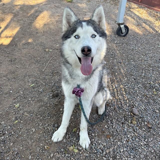 MCFLURRY, Adoptable, Adult Male Husky.