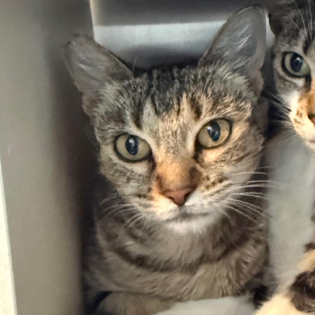 Iris, Adoptable, Young Female Domestic Short Hair.
