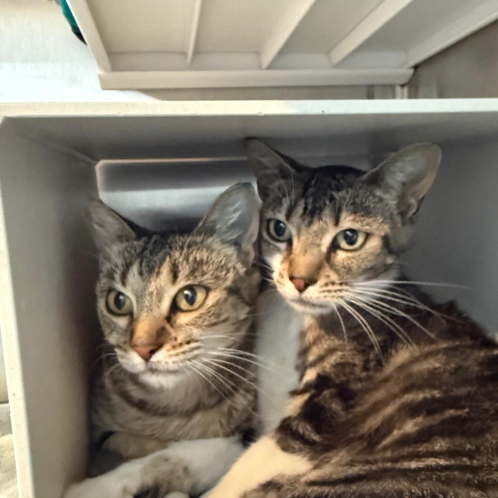 Enlarge Iris, a Adoptable Domestic Short Hair in Cedaredge, CO image 2/3