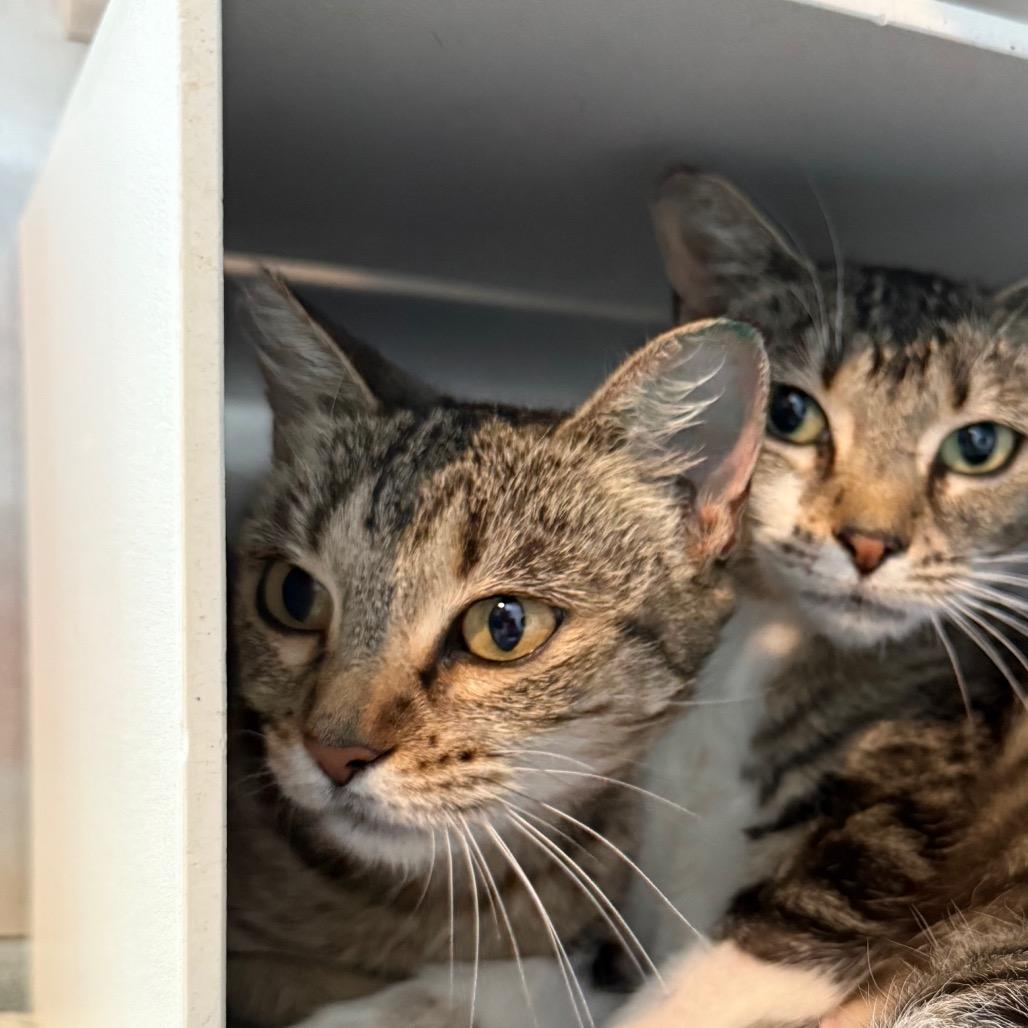 Enlarge Iris, a Adoptable Domestic Short Hair in Cedaredge, CO image 3/3