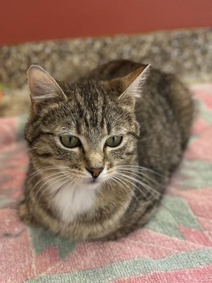 Enlarge Tally, a ADOPTABLE Domestic Short Hair in Hackensack, MN image 2/4
