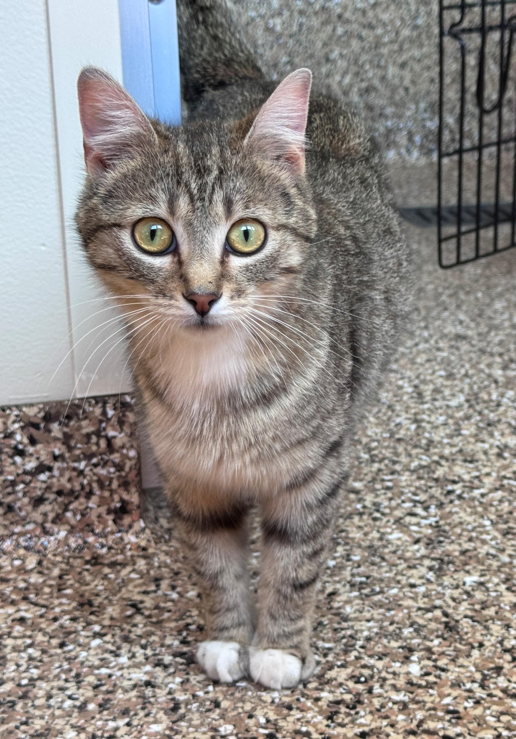 Enlarge Tally, a ADOPTABLE Domestic Short Hair in Hackensack, MN image 1/4