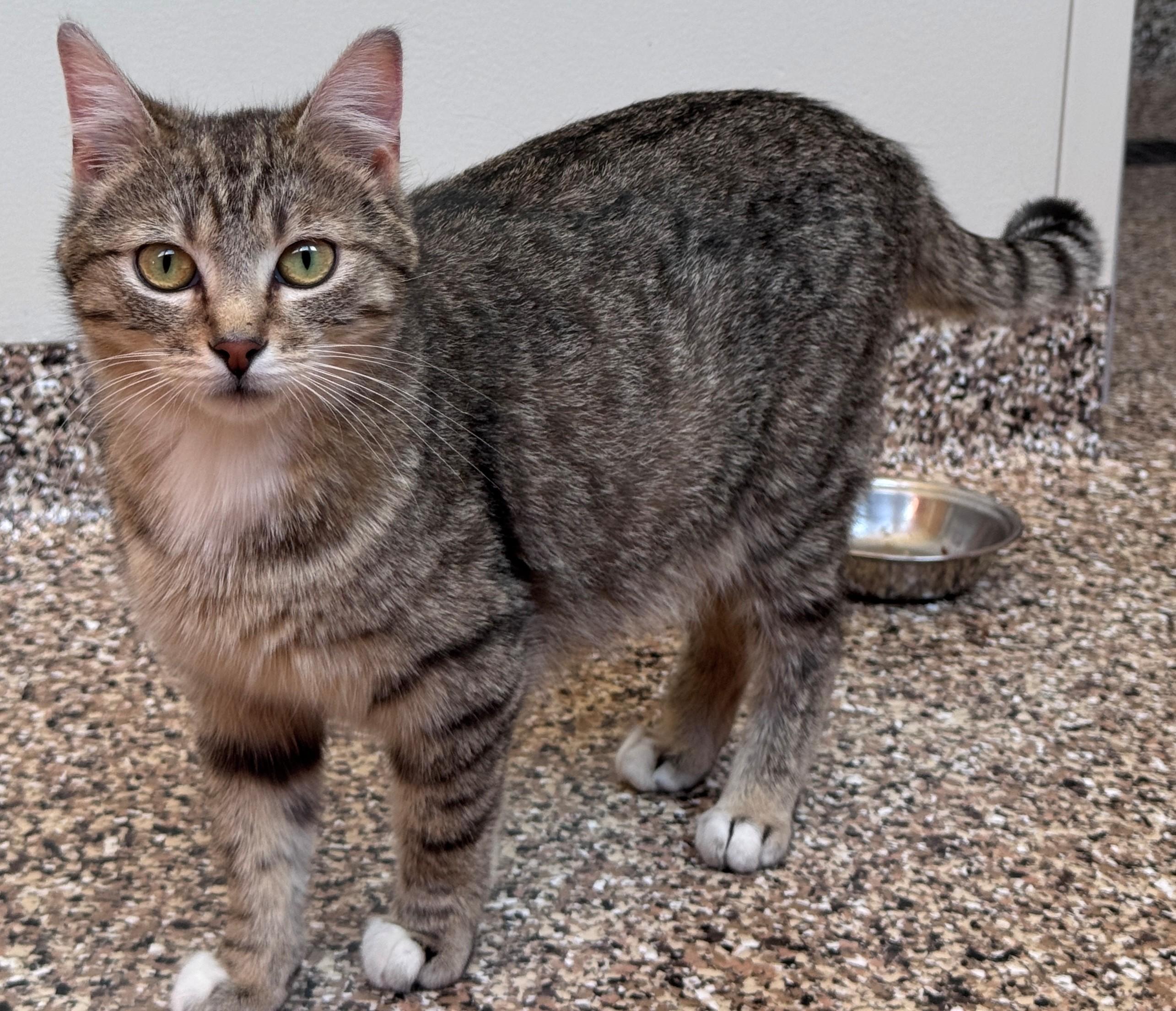 Tally, adoptable, Young Female Domestic Short Hair.
