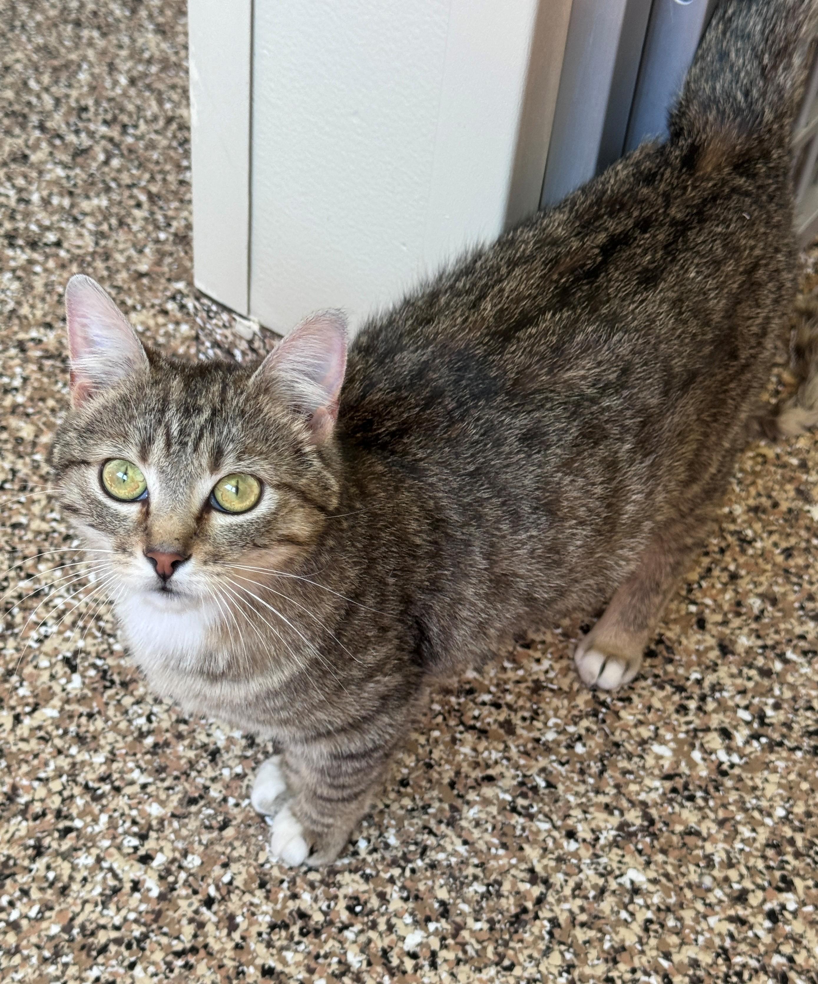 Enlarge Tally, a ADOPTABLE Domestic Short Hair in Hackensack, MN image 3/4