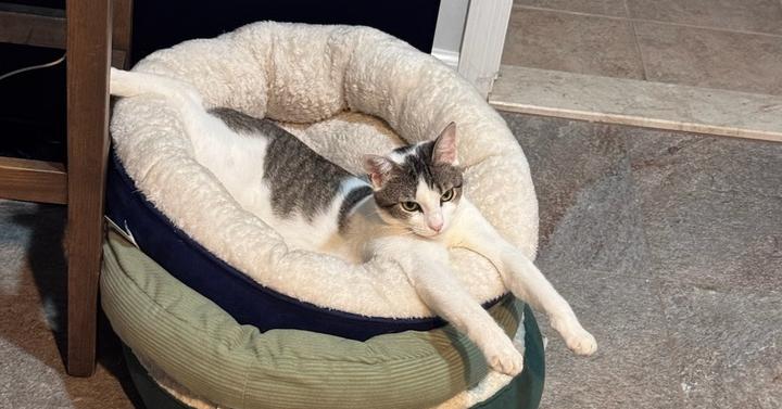 Maggie, a Adoptable Domestic Short Hair in New York, NY image 1/4