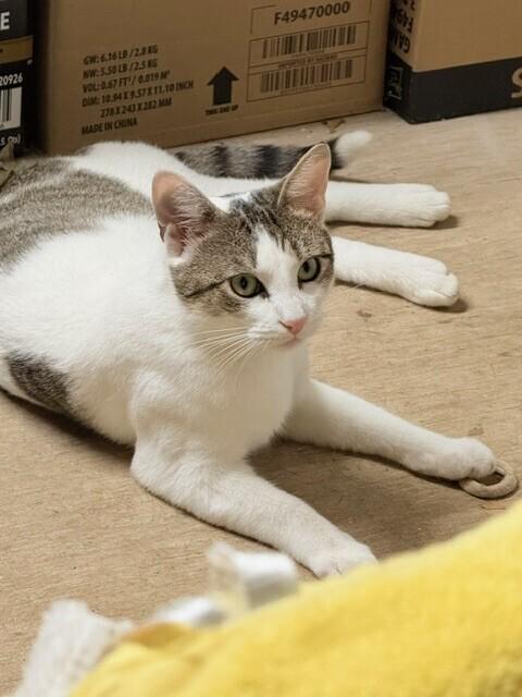 Maggie, a Adoptable Domestic Short Hair in New York, NY image 2/4