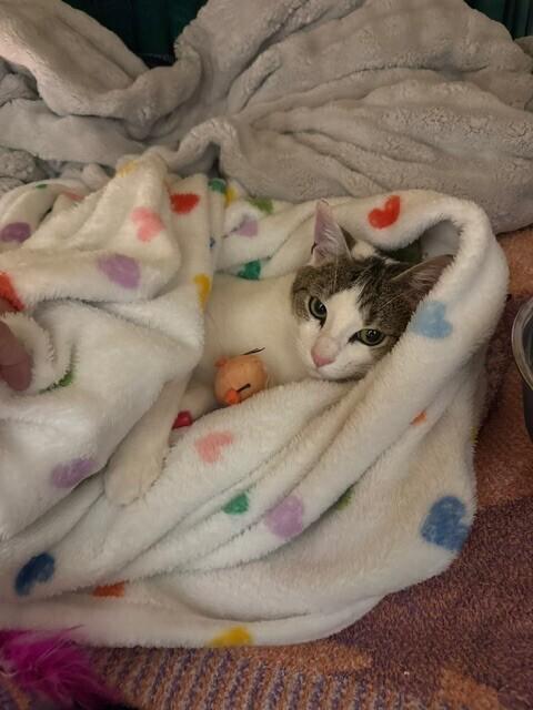 Maggie, a Adoptable Domestic Short Hair in New York, NY image 4/4