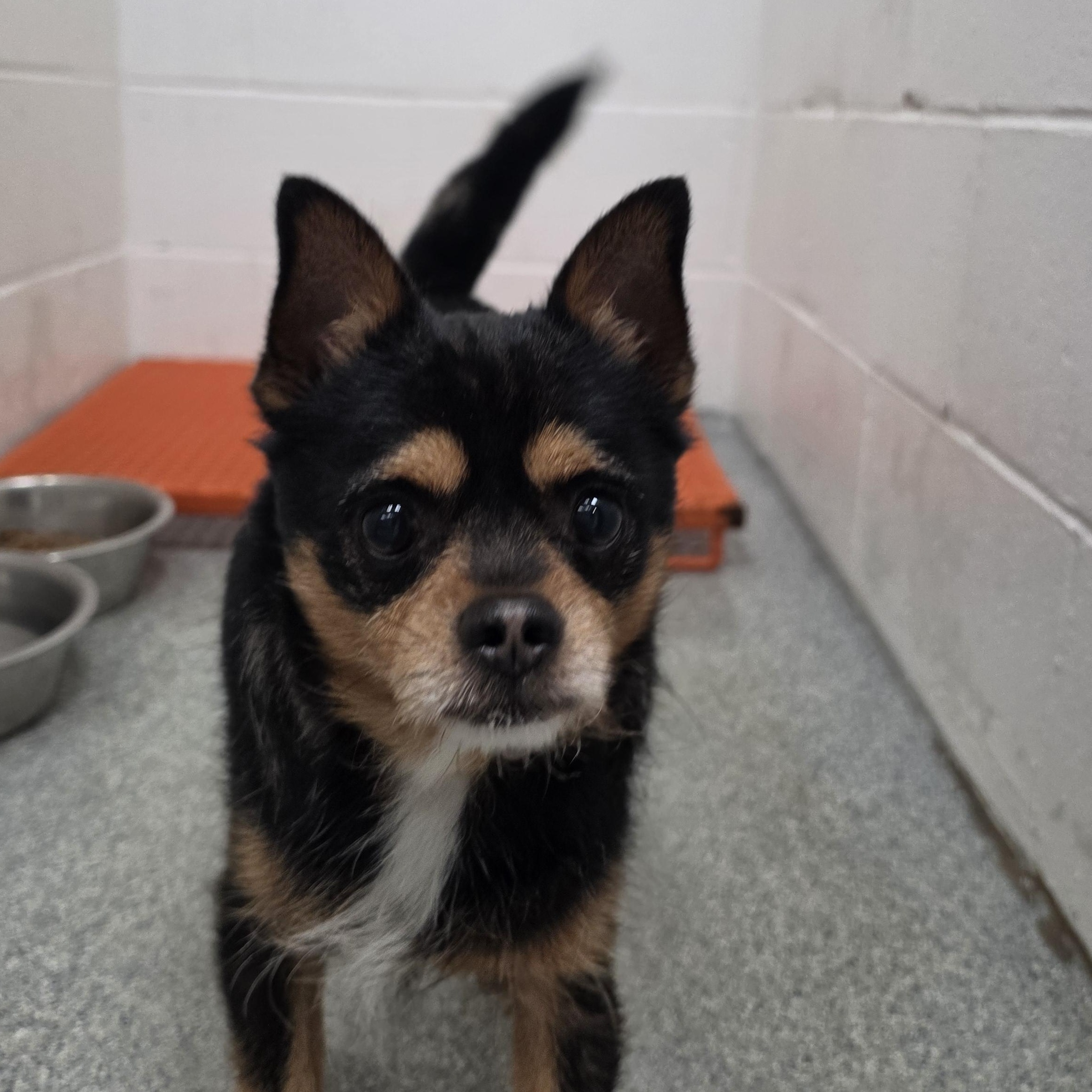 Enlarge Jason, a Adoptable mixed breed in Bartlett, IL image 2/6