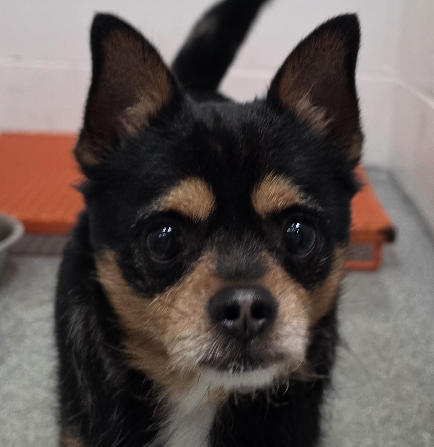 Enlarge Jason, a Adoptable mixed breed in Bartlett, IL image 6/6