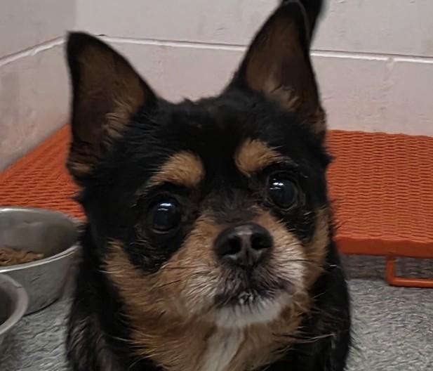 Jason, Adoptable, Adult Male Chihuahua & Pomeranian.