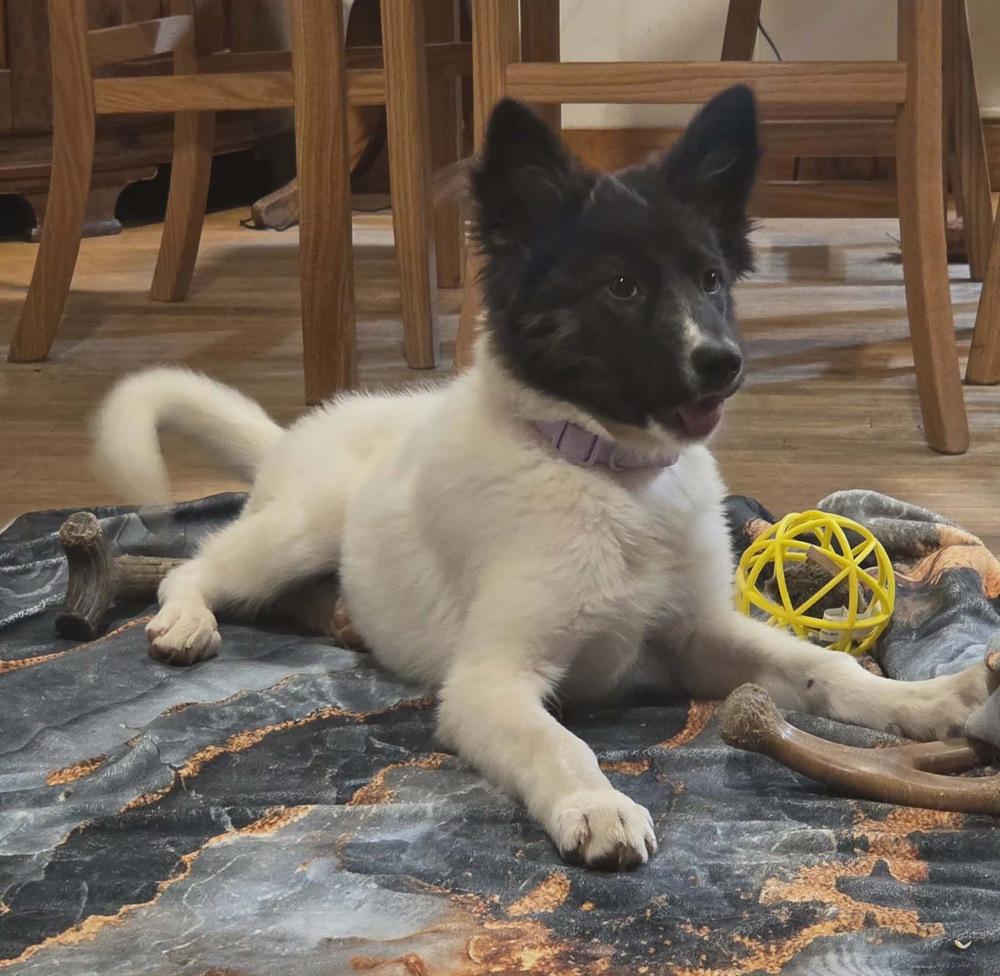 Enlarge Astrid, a Adoptable mixed breed in Rockland, WI image 1/6