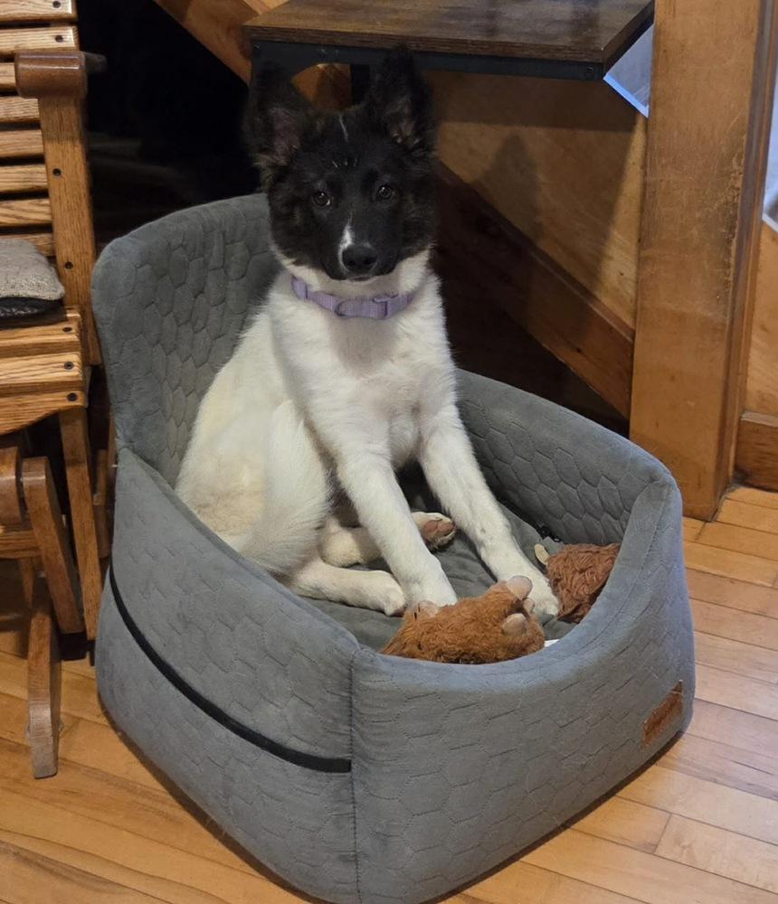 Enlarge Astrid, a Adoptable mixed breed in Rockland, WI image 2/6