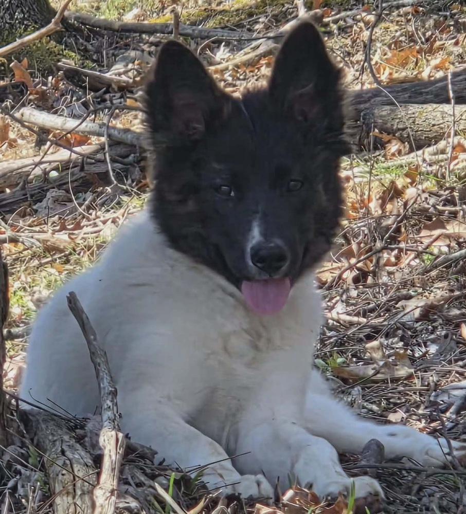 Enlarge Astrid, a Adoptable mixed breed in Rockland, WI image 3/6