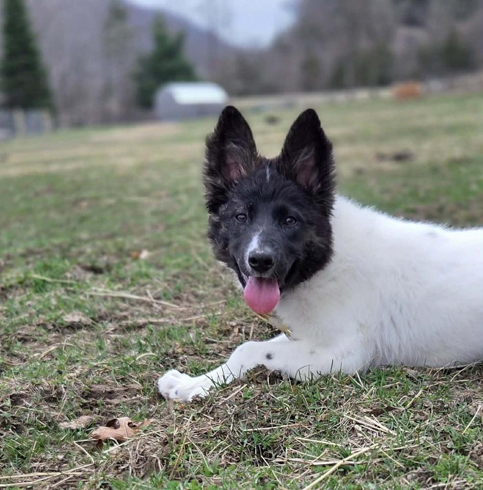 Enlarge Astrid, a Adoptable mixed breed in Rockland, WI image 4/6