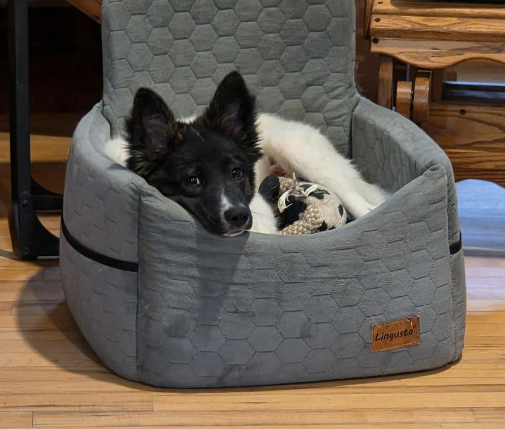 Enlarge Astrid, a Adoptable mixed breed in Rockland, WI image 5/6