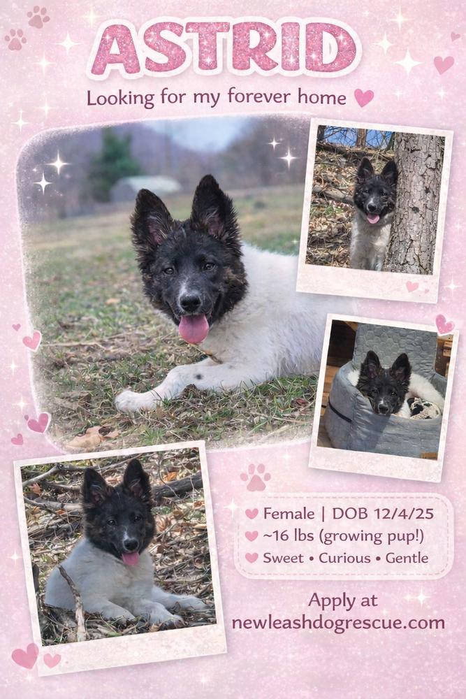 Enlarge Astrid, a Adoptable mixed breed in Rockland, WI image 6/6