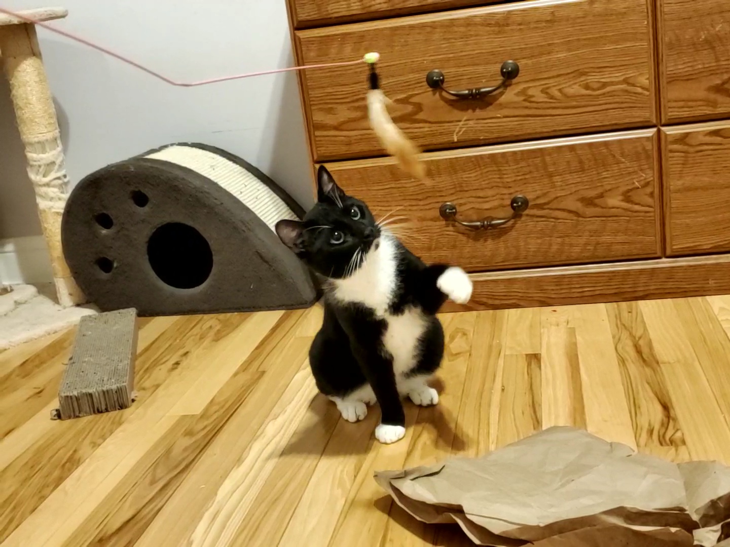 Enlarge Griffin, a Adoptable mixed breed in Columbia, MD image 1/4