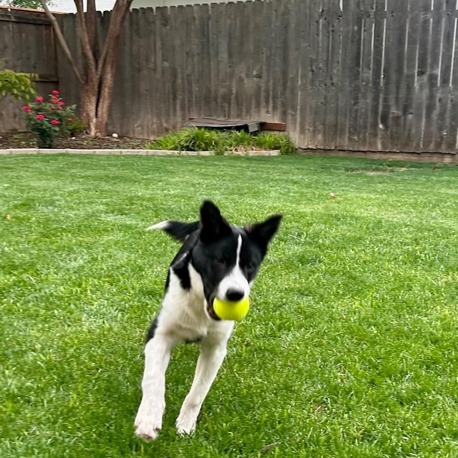 Enlarge Helicopter, a ADOPTABLE Border Collie in Dallas, TX image 6/6