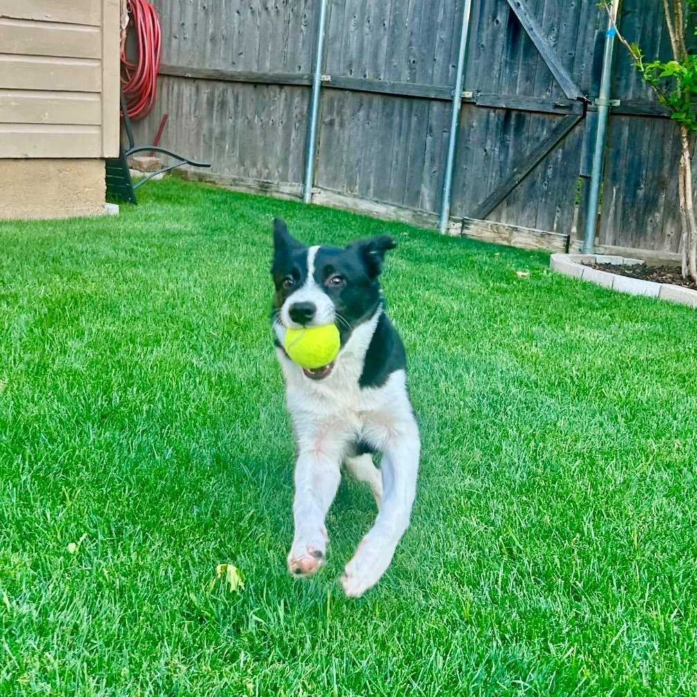 Enlarge Helicopter, a ADOPTABLE Border Collie in Dallas, TX image 2/6