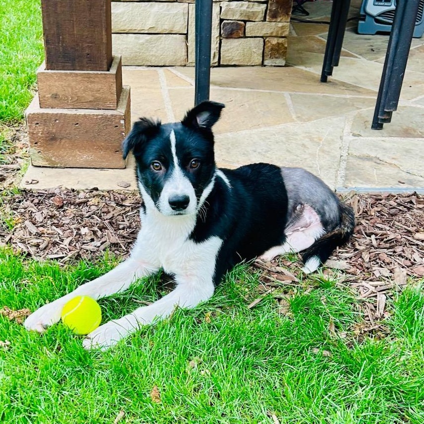 Helicopter, ADOPTABLE, Young Male Border Collie.