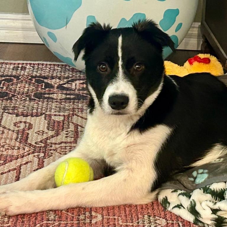 Enlarge Helicopter, a ADOPTABLE Border Collie in Dallas, TX image 5/6
