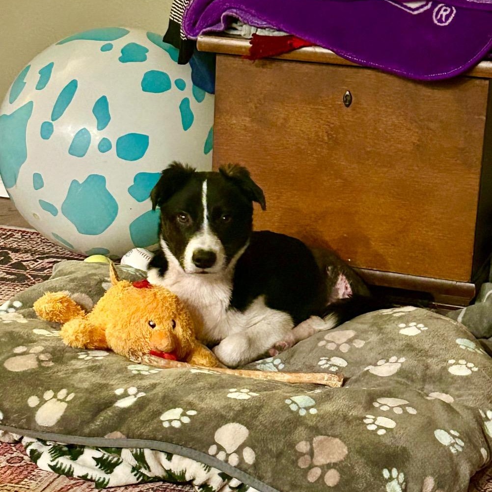 Enlarge Helicopter, a ADOPTABLE Border Collie in Dallas, TX image 3/6