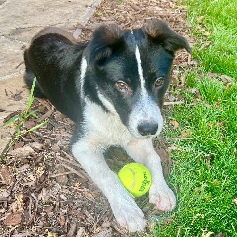 Enlarge Helicopter, a ADOPTABLE Border Collie in Dallas, TX image 4/6
